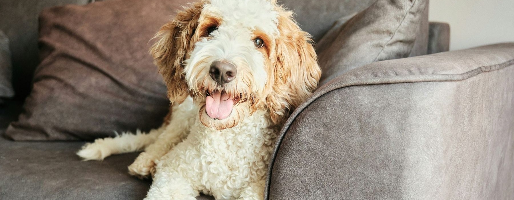 a dog lying on a couch